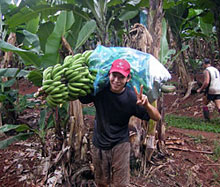 Travail sur une ferme de bananes, Queensland, Australie