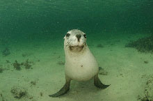 Lion de Mer, Port Lincoln, Australie du Sud