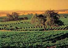 Barossa Valley, Australie du Sud