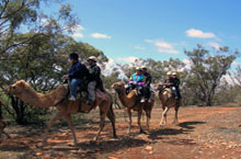 Camel Trekking, Australie du Sud Camel Trekking, Australie du Sud