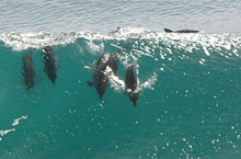 Dauphins, Adlaide, Australie du Sud