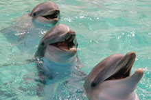 Dauphins, Adlaide, Australie du Sud