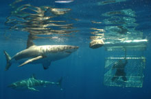 Nage avec les requins blancs Nage avec les requins blancs