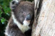 Koala, Kangaroo Island, Australie Koala, Kangaroo Island, Australie