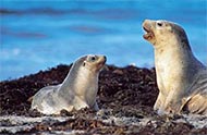 Kangaroo Island, Australie Mridionale