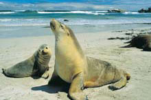 Phoques sur Kangaroo Island, Australie du Sud, Australie