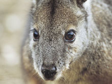 Wallaby, Kangaroo Island, Australie Wallaby, Kangaroo Island, Australie