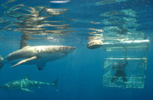 Plonge avec les requins blancs, Port Lincoln