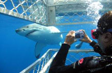 Plonge avec les requins blancs, Port Lincoln