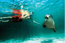 Nage avec les Lions de Mer, Australie du Sud