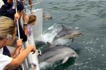 Dauphins, Adlaide, Australie du Sud