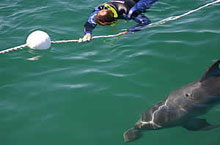 Dauphins, Adlaide, Australie du Sud