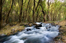 Torrens River, Australie du Sud, Australie Torrens River, Australie du Sud, Australie