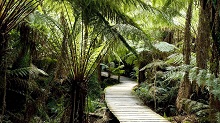 Mait's Rest Rainforest, Victoria, Australie.