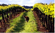 Vignobles, Australie.