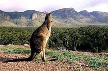 Parc National des Grampians, Vistoria, Australie Parc National des Grampians, Vistoria, Australie