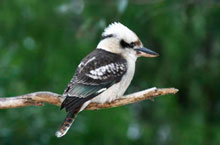 Parc National des Grampians, Vistoria, Australie