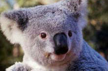 Koala, Philip Island, Victoria, Australie Koala, Philip Island, Victoria, Australie