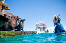 Nage avec les phoques, Victoria, Australie Nage avec les phoques, Victoria, Australie