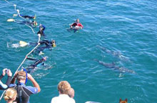 Nage avec les dauphins, Victoria, Australie Nage avec les dauphins, Victoria, Australie