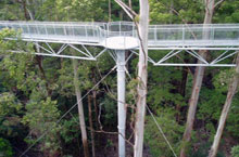 Otway Ranges, Victoria, Australie