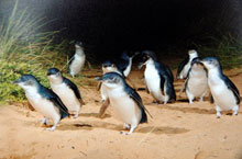 Petits Pingouins, Phillip Island, Victoria, Australie Petits Pingouins, Phillip Island, Victoria, Australie