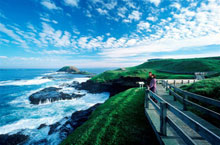 Pingouins, Philip Island, Victoria, Australie