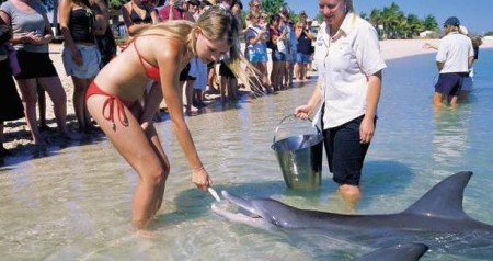 Dauphins de Monkey Mia, Shark Bay