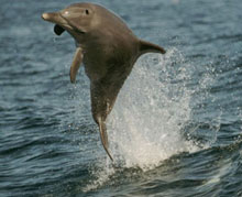 Dauphin, Australie de l'Ouest