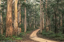 Boranup Forest, Australie de l'Ouest, Australie