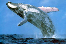 Baleines  Bosse, Australie de l'Ouest