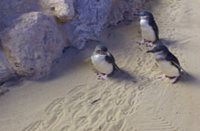 Petits Pingouins, Australie de l'Ouest Petits Pingouins, Australie de l'Ouest