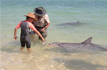 Hébergement Australie - Monkey Mia Dolphin Resort & Lodge