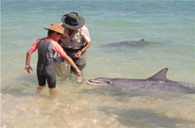 Monkey Mia Dolphin Resort & Lodge Hébergement Australie - Monkey Mia Dolphin Resort & Lodge