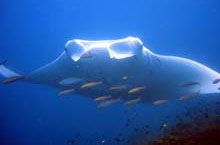 Ningaloo Reef, Australie de l'Ouest