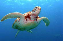 Ningaloo Reef, Australie de l'Ouest