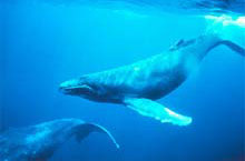 Ningaloo Reef, Australie de l'Ouest