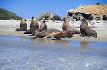 Lions de Mer, Australie de l'Ouest