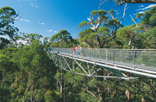 Valley of the Giants, Australie de l'Ouest Valley of the Giants, Australie de l'Ouest