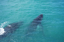 Baleines  Bosse, Australie de l'Ouest