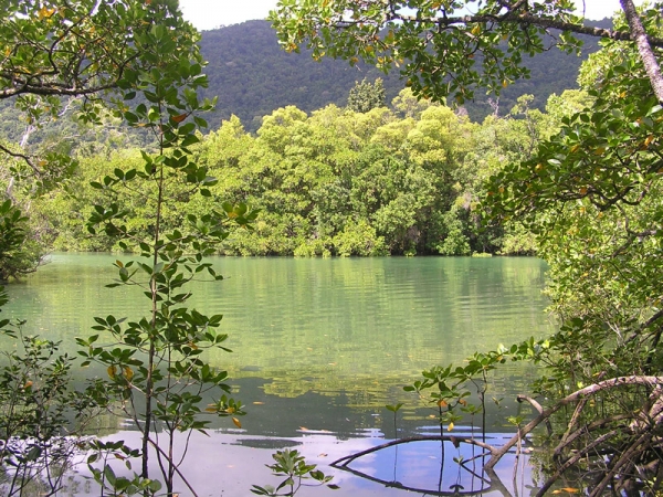 Daintree Rainforest | Adventure Tours Australia Daintree Rainforest