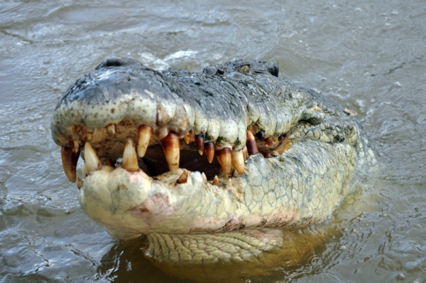 Mary River Wetlands | Adventure Tours Australia Mary River Wetlands