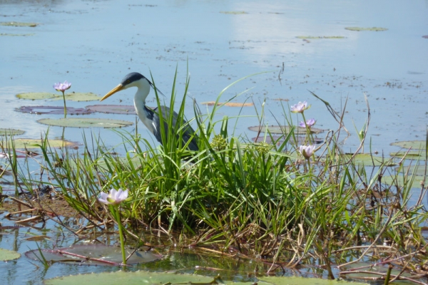 Mary River Wetlands | Adventure Tours Australia Mary River Wetlands