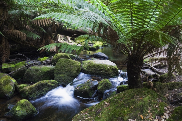 Mt Field National Park | Adventure Tours Australia Mt Field National Park