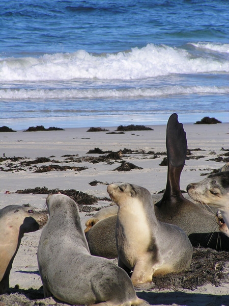 Seal Bay | Adventure Tours Australia Seal Bay