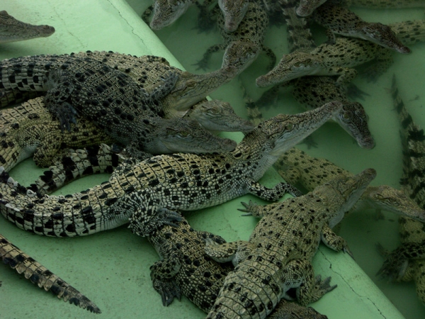 Crocodile Farm | Adventure Tours Australia Crocodile Farm