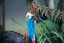 Daintree Rainforest
