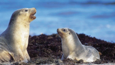Adventure Tours Australia: 1 Day Kangaroo Island Highlights (Cruise/Fly)